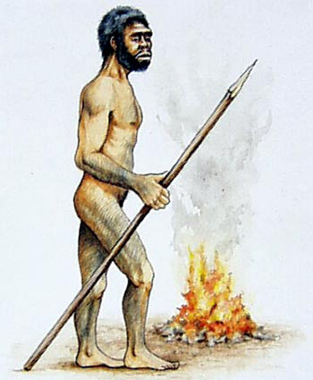  homo erectus 